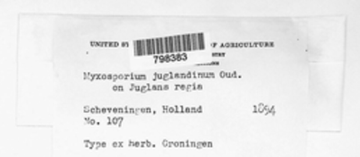 Myxosporium juglandinum image
